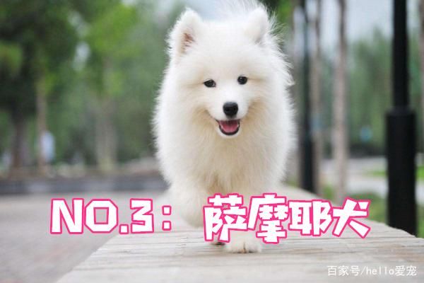 颜值最高的5个狗狗，金毛排名第四，你家狗狗排名第几？