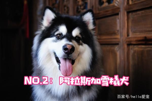 颜值最高的5个狗狗，金毛排名第四，你家狗狗排名第几？