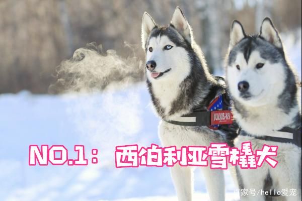 颜值最高的5个狗狗，金毛排名第四，你家狗狗排名第几？