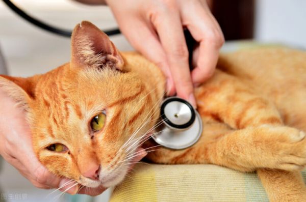养猫日记:小猫感冒能自愈吗