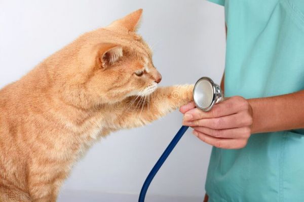 养猫日记:小猫感冒能自愈吗