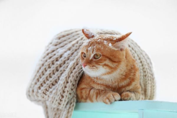 养猫日记:小猫感冒能自愈吗