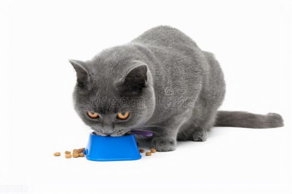 养猫日记:小猫感冒能自愈吗