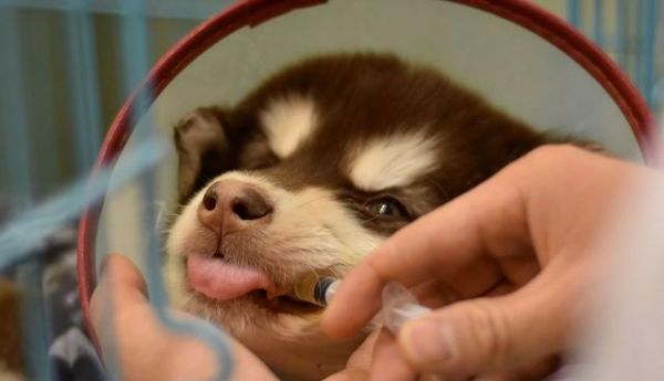 犬感冒，常见症状与治疗方法（了解宠物感冒）