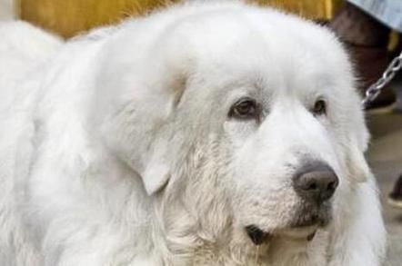 犬感冒，常见症状与治疗方法（了解宠物感冒）