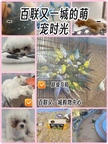 被萌宠治愈的地方