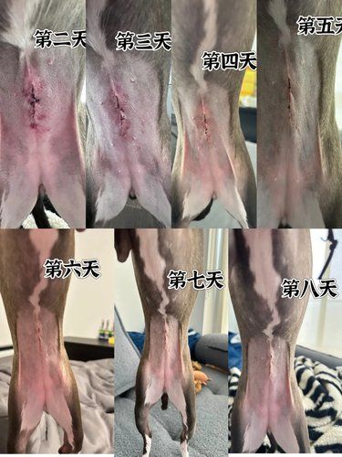 小灵缇绝育恢复期