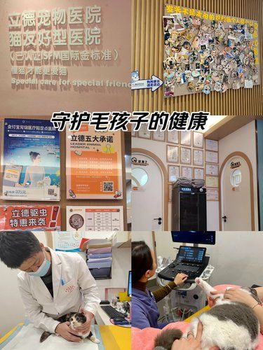 宠物医院的爱与责任，拯救小生命的战场