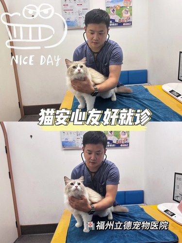 超忙碌周末福州立德猫友好安心就诊