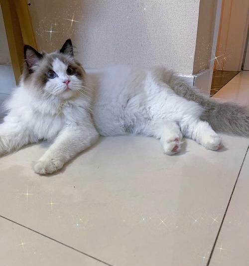 银渐层布偶猫串——魅力四射的宠物之选（探寻银渐层布偶猫串的美丽与特点）