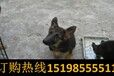 云南德宏瑞丽养犬基地卖赛级藏獒