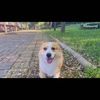 我有一只柯基找一位爱心人士领养