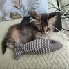 帮两只小猫咪找个主人