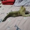 我有两只可爱的猫咪宝贝，想出售寻找好心人领养