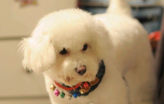 淘宝上买狗应注意什么 这些事情你应该事先了解