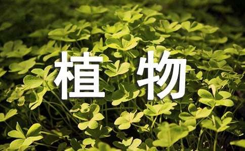 小本创业项目：DIY植物宠物
