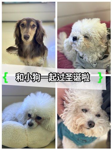 和小狗在一起的圣诞节‍