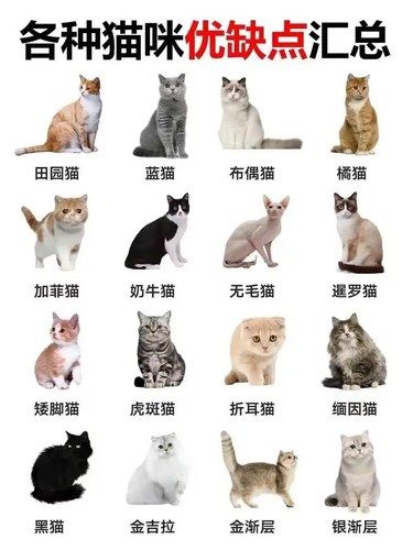 新手想养猫到底选什么品种你了解吗?