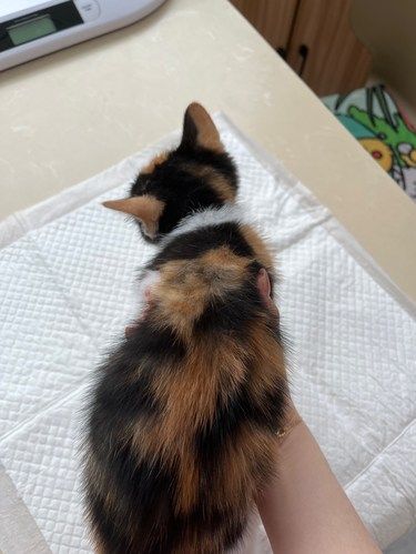 感谢医生救我猫命