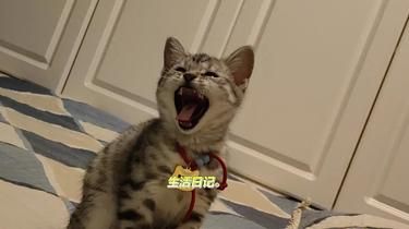 上海宠物医院