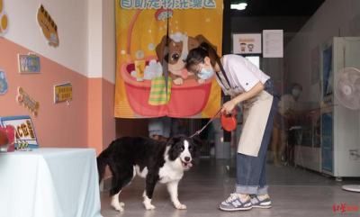 南京宠物洗澡刷微商加盟,20元可洗半小时