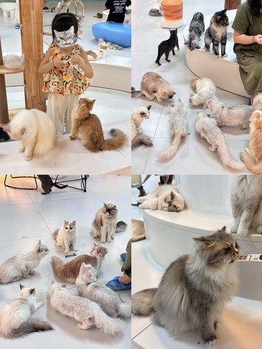 湛江万达135只大型猫咖不限时撸猫！！