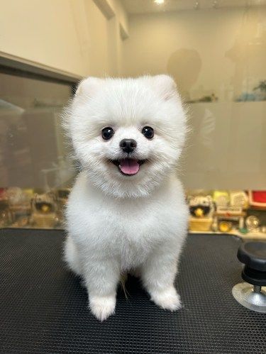 湛江颜值高的狗狗都在这家店洗澡吗？