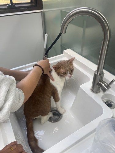 宠物洗澡记