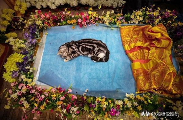 宠物殡葬火化套餐价格 500 到 3000 元不等，网友：人真的不如宠物！