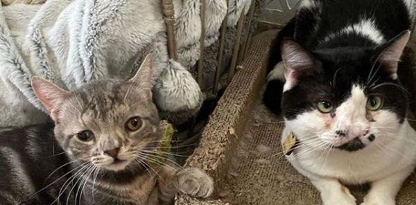 猫咪安乐死——了解这个决定所需的所有信息（宠物安乐死多久？如何做出决定？）