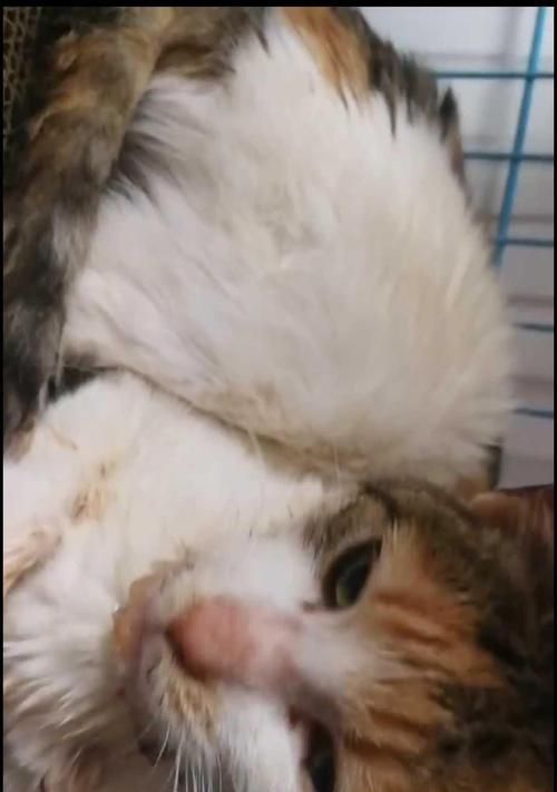 猫咪安乐死——了解这个决定所需的所有信息（宠物安乐死多久？如何做出决定？）