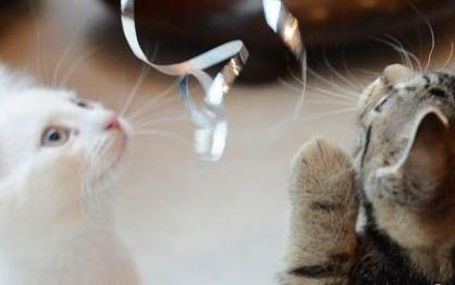 宠物店猫寄养一天多少钱