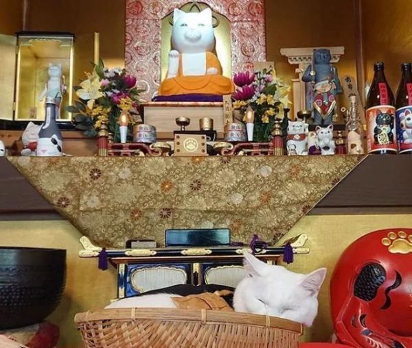 日本这家超可爱的猫猫聚集地，让全世界的猫奴都不淡定了！