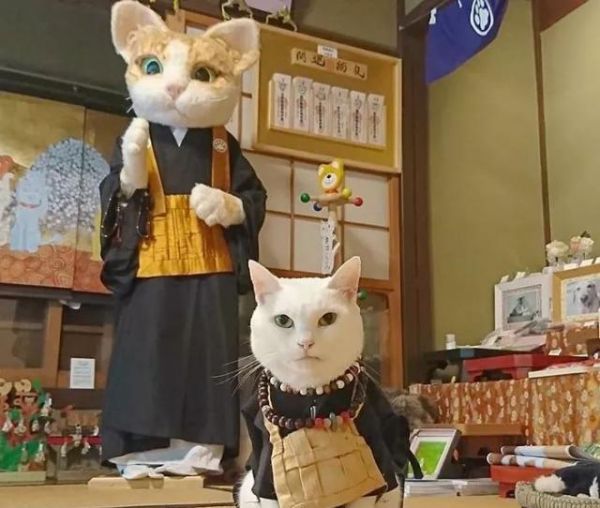 日本这家超可爱的猫猫聚集地，让全世界的猫奴都不淡定了！