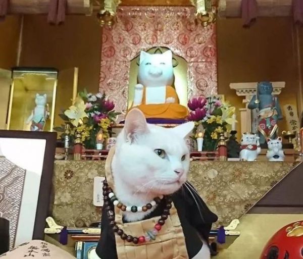 日本这家超可爱的猫猫聚集地，让全世界的猫奴都不淡定了！