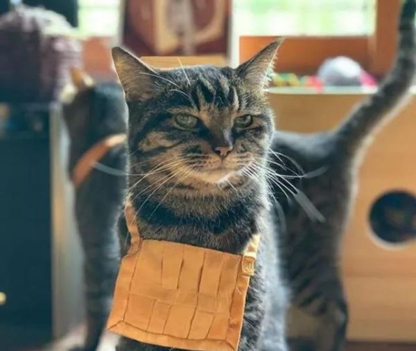 日本这家超可爱的猫猫聚集地，让全世界的猫奴都不淡定了！
