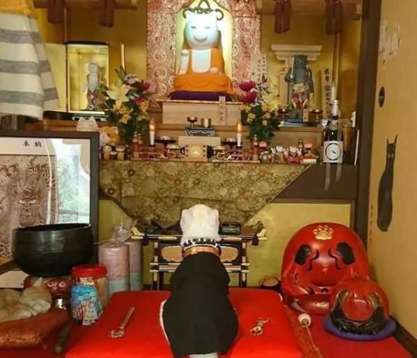 日本这家超可爱的猫猫聚集地，让全世界的猫奴都不淡定了！