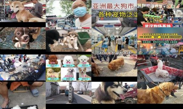 沛县宠物狗市场在哪里