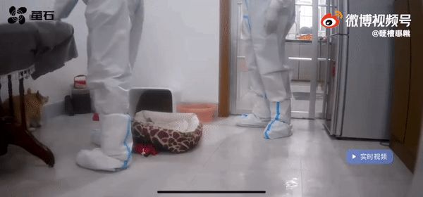 央视网评隔离宠物狗被扑杀：别拿别人的宠物当畜生