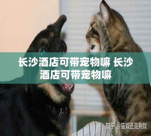 长沙酒店可带宠物嘛 长沙酒店可带宠物嘛