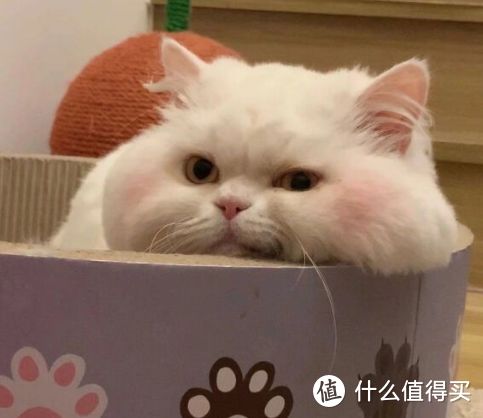养一只喜欢的宠物吧，你会有不同的发现
