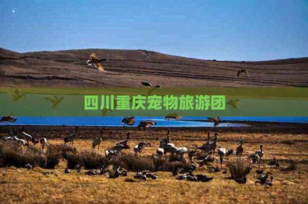 四川重庆宠物旅游团