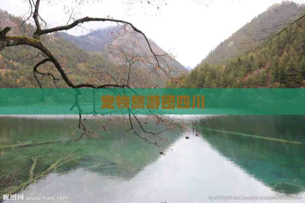 宠物旅游团四川