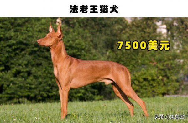 什么品种的狗最贵最值钱