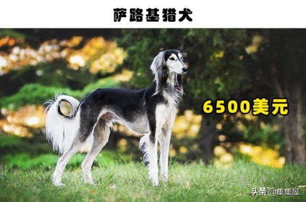 什么品种的狗最贵最值钱