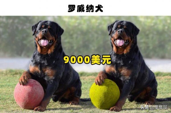 什么品种的狗最贵最值钱
