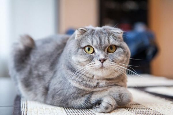 又贵又难养的五种猫咪，养了就想把它送走，心累