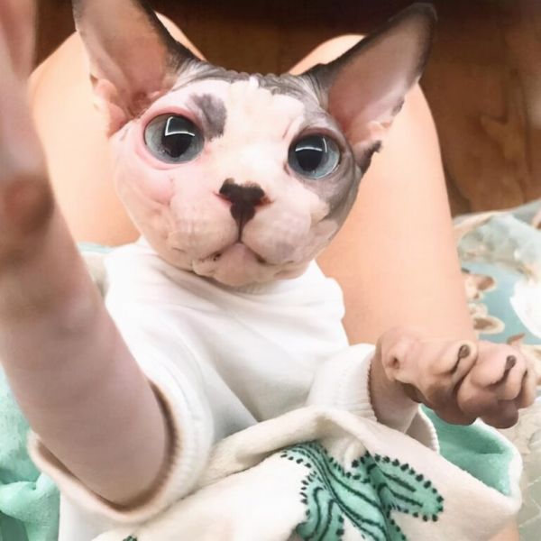 又贵又难养的五种猫咪，养了就想把它送走，心累