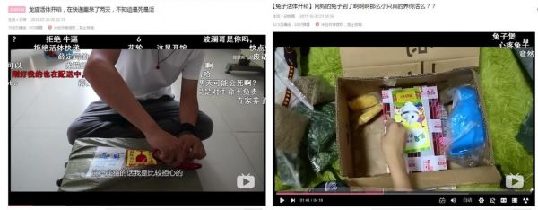 顺丰宠物邮寄多少钱，怎么邮寄活体宠物
