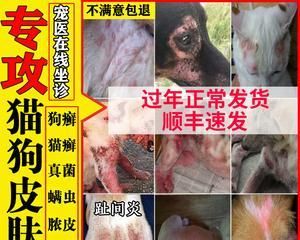宠物湿疹不好治（探究狗狗湿疹的成因和治疗方法）